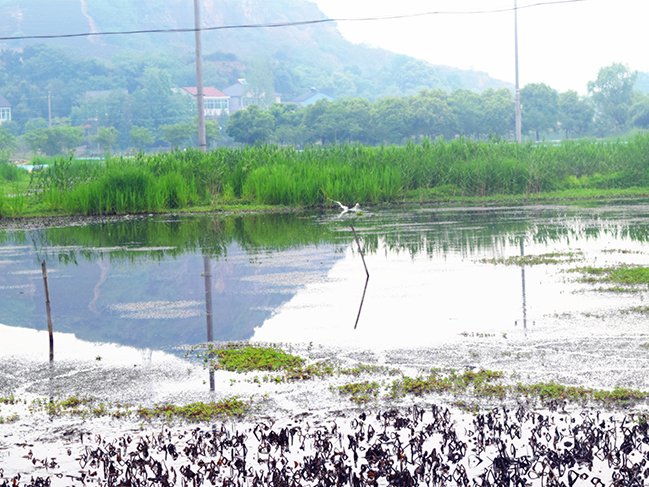  小龙虾养殖基地