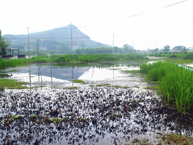 小龙虾养殖基地